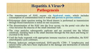 Hepatitis A Virus
Pathogenesis
 The transmission of HAV occurs via fecal-oral route, which includes
consumption of contaminated food or water and person to person contact.
 Polymerase chain reaction testing for blood donors is performed as transmission
through blood transfusion is noted on rare occasions.
 The dissemination of the HAV into the liver occurs via the portal vein after the
virus traverses the mucosa of the small intestinal wall.
 The virus particles subsequently replicate and are secreted into the biliary
canaliculi, reaching back to the small intestine through the bile ducts and being re-
excreted in the feces.
 Until the body responds with appropriate immune reaction in antibodies, the HAV
enterohepatic cycle continues.
 Human leukocyte antigen-restricted, HAV-specific CD8+ T lymphocytes and
natural killer cells have been implicated in the damage and destruction of infected
hepatocytes.
 