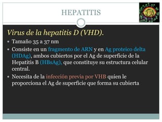 Epidemiología VHBSe aísla en sangre, saliva, semen, secreciones cervicales o vaginales y en exudado de heridas.> incidencia en el personal que labora en banco de sangre, médicos, enfermeras, síndrome de Down, hemofílicos, talasémicos, drepanocíticos, pacientes con hemodiálisis, homosexuales, drogadictos, inmunosuprimidos.PI: 45 a 160 días, con un promedio de 120 días. Existen portadores crónicos de VHB (AgsHB + durante 6 meses o más).Distribución mundial, causante de hepatitis no solo aguda sino también crónica, cirrosis y carcinoma hepatocelular primario.HEPATITIS