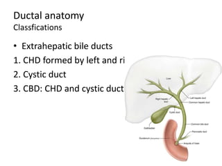 Ductal anatomy
Classfications
• Extrahepatic bile ducts
1. CHD formed by left and right HDs
2. Cystic duct
3. CBD: CHD and cystic duct
 