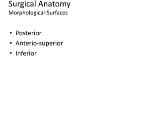 Surgical Anatomy
Morphological-Surfaces
• Posterior
• Anterio-superior
• Inferior
 