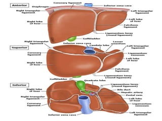 Picture of surfaces of the liver
 