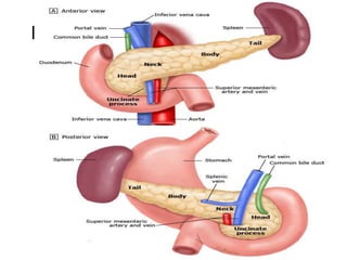 Picture of the pancreas and parts
 