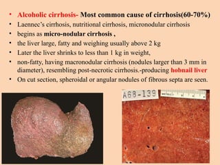 • Alcoholic cirrhosis- Most common cause of cirrhosis(60-70%)
• Laennec’s cirrhosis, nutritional cirrhosis, micronodular cirrhosis
• begins as micro-nodular cirrhosis ,
• the liver large, fatty and weighing usually above 2 kg
• Later the liver shrinks to less than 1 kg in weight,
• non-fatty, having macronodular cirrhosis (nodules larger than 3 mm in
diameter), resembling post-necrotic cirrhosis.-producing hobnail liver
• On cut section, spheroidal or angular nodules of fibrous septa are seen.
 