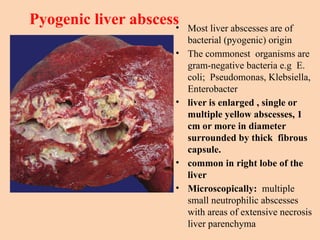Pyogenic liver abscess
• Most liver abscesses are of
bacterial (pyogenic) origin
• The commonest organisms are
gram-negative bacteria e.g E.
coli; Pseudomonas, Klebsiella,
Enterobacter
• liver is enlarged , single or
multiple yellow abscesses, 1
cm or more in diameter
surrounded by thick fibrous
capsule.
• common in right lobe of the
liver
• Microscopically: multiple
small neutrophilic abscesses
with areas of extensive necrosis
liver parenchyma
 
