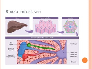 STRUCTURE OF LIVER
 