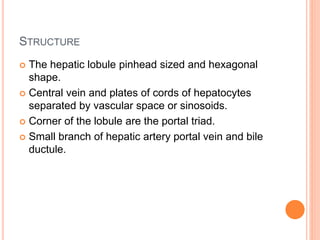 STRUCTURE
 The hepatic lobule pinhead sized and hexagonal
shape.
 Central vein and plates of cords of hepatocytes
separated by vascular space or sinosoids.
 Corner of the lobule are the portal triad.
 Small branch of hepatic artery portal vein and bile
ductule.
 