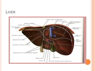 LIVER
 