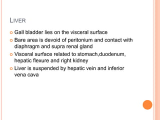 LIVER
 Gall bladder lies on the visceral surface
 Bare area is devoid of peritonium and contact with
diaphragm and supra renal gland
 Visceral surface related to stomach,duodenum,
hepatic flexure and right kidney
 Liver is suspended by hepatic vein and inferior
vena cava
 
