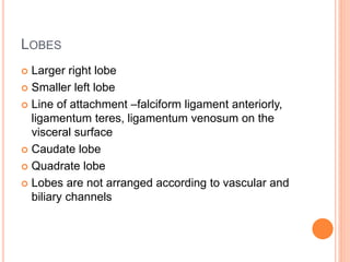 LOBES
 Larger right lobe
 Smaller left lobe
 Line of attachment –falciform ligament anteriorly,
ligamentum teres, ligamentum venosum on the
visceral surface
 Caudate lobe
 Quadrate lobe
 Lobes are not arranged according to vascular and
biliary channels
 