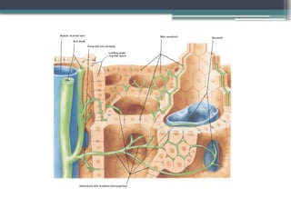 Hepatobiliary system I.pptx. gallbladder . | PPTX