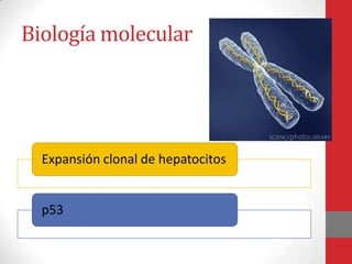 Biología molecular




  Expansión clonal de hepatocitos


  p53
 