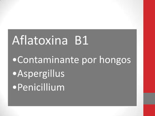 Aflatoxina B1
•Contaminante por hongos
•Aspergillus
•Penicillium
 