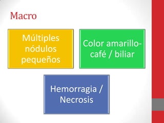 Macro

  Múltiples
               Color amarillo-
   nódulos
                café / biliar
  pequeños


        Hemorragia /
          Necrosis
 