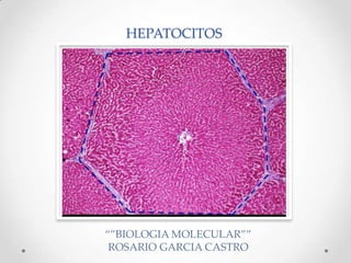 HEPATOCITOS




“”BIOLOGIA MOLECULAR””
 ROSARIO GARCIA CASTRO
 