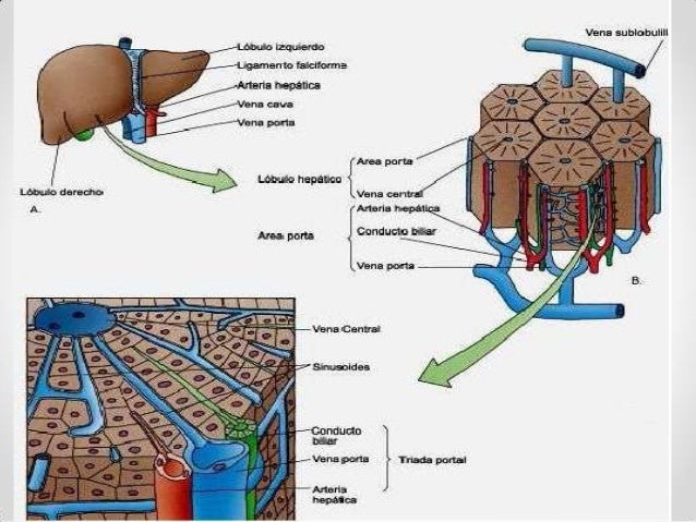 Resultado de imagen para HEPATOCITOS