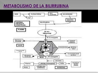 METABOLISMO DE LA BILIRRUBINA
 