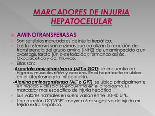  AMINOTRANSFERASAS
 Son sensibles marcadores de injuria hepática.
 Las transferasas son enzimas que catalizan la reacción de
transferencia del grupo amino (-NH2) de un aminoácido a un
α-cetoglutarato (un α-cetoácido); formando así ác.
Oxoalacetico y ác. Piruvico.
 Ellas son:
-Aspartato aminotransferasa (AST o GOT): se encuentra en
hígado, musculo, riñón y cerebro. En el hepatocito se ubica
en el citoplasma y la mitocondria.
-Alanina aminotransferasa (ALT o GPT): se ubica principalmente
en hígado y allí solo se encuentra en el citoplasma. Es
marcador mas especifico de injuria hepática
 Sus valores normales en suero varían entre 30-40 UI/L.
 Una relación GOT/GPT mayor a 5 es sugestivo de injuria en
tejido extra hepático.
 