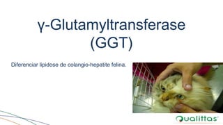 γ-Glutamyltransferase
(GGT)
Diferenciar lipidose de colangio-hepatite felina.
 