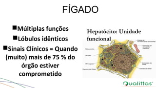 FÍGADO
Múltiplas funções
Lóbulos idênticos
Sinais Clínicos = Quando
(muito) mais de 75 % do
órgão estiver
comprometido
Hepatócito: Unidade
funcional
 