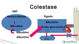 Colestase
Hemocaterese
Bilirrubina
SMF
Bilirrubina
+ Ácido glucurônico
Fígado
Bilirrubina
Albumina
Rins
 