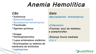 Anemia Hemolítica
Cão Gato
Autoimune
Babesia/Rangelia
Mycoplasmas hemotropicos
oMycoplasmas hemotrópicos
Transfusão oCitauxzoon
Agentes químicos
Drogas
oToxinas: azul de metileno
e acetaminofen
Hemangiosarcoma oDoença Imune mediada
Lupus eritematoso sistêmico oFeLV
Enzimopatias ou defeitos de
membrana de eritrócitos
Leptospirose
 