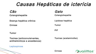 Causas Hepáticas de icterícia
Cão Gato
Colangiohepatite Colangiohepatite
Doença hepática crônica Lipidose hepática
Cirrose Tumor
Tumor
PIF
Toxinas (anticonvulsivantes,
antihelminticos e anestésicos)
Leptospirose
Toxinas (acetaminofen)
Cirrose
 
