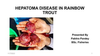 HEPATOMA DISEASE IN RAINBOW
TROUT
Presented By
Pabitra Pandey
BSc. Fisheries
11/7/2023 1
 