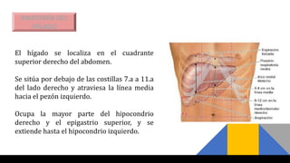 ANATOMÍA DEL
HÍGADO
El hígado se localiza en el cuadrante
superior derecho del abdomen.
Se sitúa por debajo de las costillas 7.a a 11.a
del lado derecho y atraviesa la línea media
hacia el pezón izquierdo.
Ocupa la mayor parte del hipocondrio
derecho y el epigastrio superior, y se
extiende hasta el hipocondrio izquierdo.
 