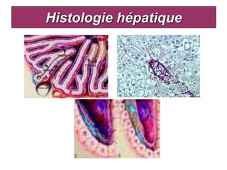 Histologie hépatique
 