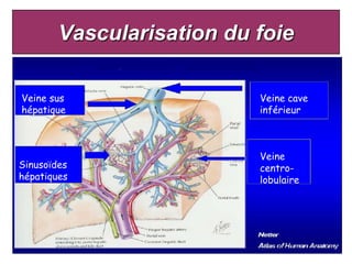 Vascularisation du foie

Veine sus                  Veine cave
hépatique                  inférieur



                           Veine
Sinusoïdes                 centro-
hépatiques                 lobulaire
 