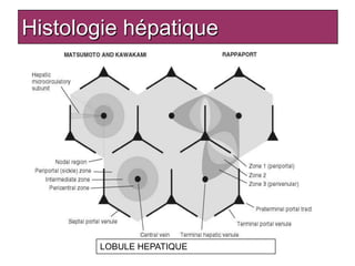 Histologie hépatique




       LOBULE HEPATIQUE
 