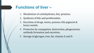 Functions of liver –
1. Metabolism of carbohydrates, fats, proteins.
2. Synthesis of bile and prothrombin.
3. Excretion of drugs, toxins, poisons, bile pigment &
heavy metals.
4. Protective by conjugation, destruction, phagocytosis,
antibody formation and excretion.
5. Storage of glycogen, iron, fat, vitamin A and D.
 