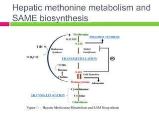 Hepatic methonine metabolism and
SAME biosynthesis
 