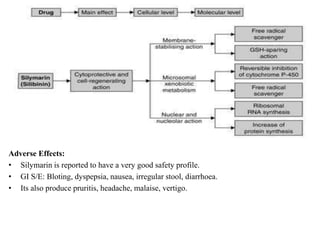 Adverse Effects:
• Silymarin is reported to have a very good safety profile.
• GI S/E: Bloting, dyspepsia, nausea, irregular stool, diarrhoea.
• Its also produce pruritis, headache, malaise, vertigo.
 