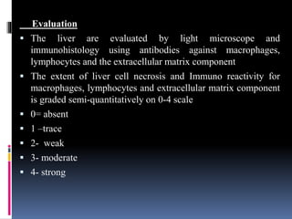Evaluation
 The liver are evaluated by light microscope and
immunohistology using antibodies against macrophages,
lymphocytes and the extracellular matrix component
 The extent of liver cell necrosis and Immuno reactivity for
macrophages, lymphocytes and extracellular matrix component
is graded semi-quantitatively on 0-4 scale
 0= absent
 1 –trace
 2- weak
 3- moderate
 4- strong
 