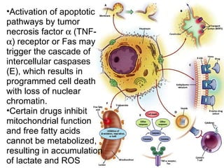 Activation of apoptotic pathways by tumor necrosis factor    (TNF-  ) receptor or Fas may trigger the cascade of intercellular caspases (E), which results in programmed cell death with loss of nuclear chromatin.  Certain drugs inhibit mitochondrial function and free fatty acids cannot be metabolized, resulting in accumulation of lactate and ROS   