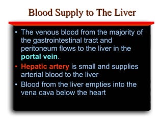 Blood Supply to The Liver The venous blood from the majority of the gastrointestinal tract and peritoneum flows to the liver in the  portal vein .  Hepatic artery  is small and supplies arterial blood to the liver Blood from the liver empties into the vena cava below the heart  