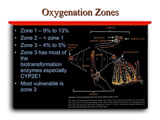Oxygenation Zones Zone 1 – 9% to 13% Zone 2 – < zone 1  Zone 3 – 4% to 5% Zone 3 has most of the biotransformation enzymes especially CYP2E1 Most vulnerable is zone 3 