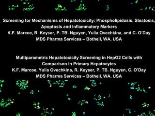 Screening for Mechanisms of Hepatotoxicity: Phospholipidosis, Steatosis,
                  Apoptosis and Inflammatory Markers
  K.F. Marcoe, R. Keyser, P. TB. Nguyen, Yulia Ovechkina, and C. O’Day
                MDS Pharma Services – Bothell, WA, USA



      Multiparametric Hepatotoxicity Screening in HepG2 Cells with
                  Comparison in Primary Hepatocytes
    K.F. Marcoe, Yulia Ovechkina, R. Keyser, P. TB. Nguyen, C. O’Day
               MDS Pharma Services – Bothell, WA, USA
 