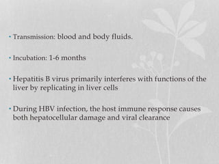 • Transmission: blood and body fluids.
• Incubation: 1-6 months
• Hepatitis B virus primarily interferes with functions of the
liver by replicating in liver cells
• During HBV infection, the host immune response causes
both hepatocellular damage and viral clearance
 