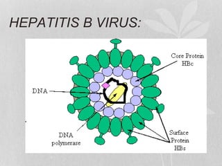 HEPATITIS B VIRUS:
 