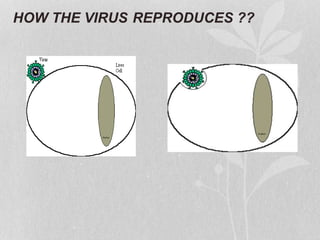 HOW THE VIRUS REPRODUCES ??
 