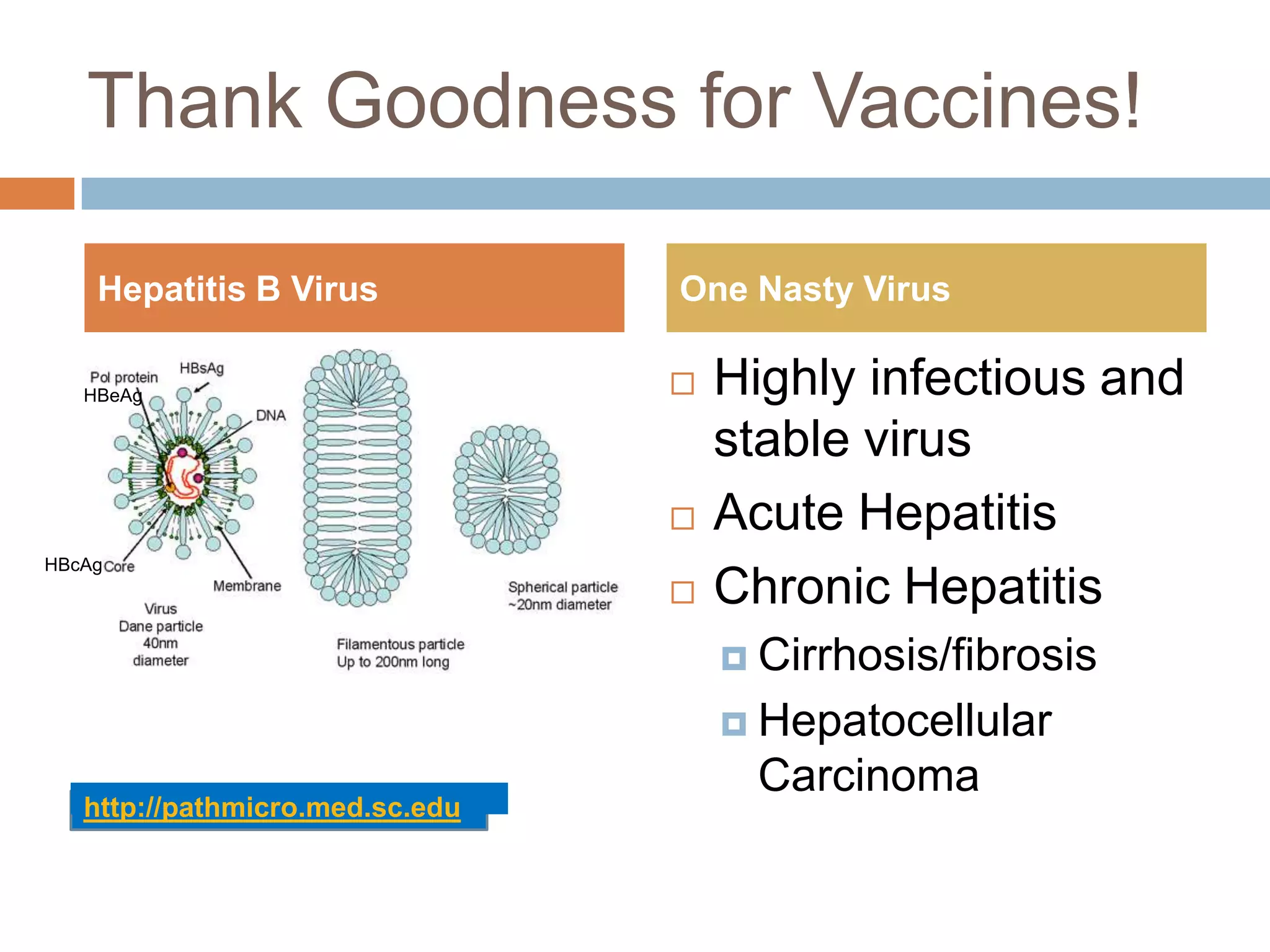 Thank Goodness for Vaccines!

    Hepatitis B Virus            One Nasty Virus

   HBeAg                            Highly infectious and
                                     stable virus
                                    Acute Hepatitis
HBcAg
                                    Chronic Hepatitis
                                      Cirrhosis/fibrosis

                                      Hepatocellular
                                       Carcinoma
   http://pathmicro.med.sc.edu
 