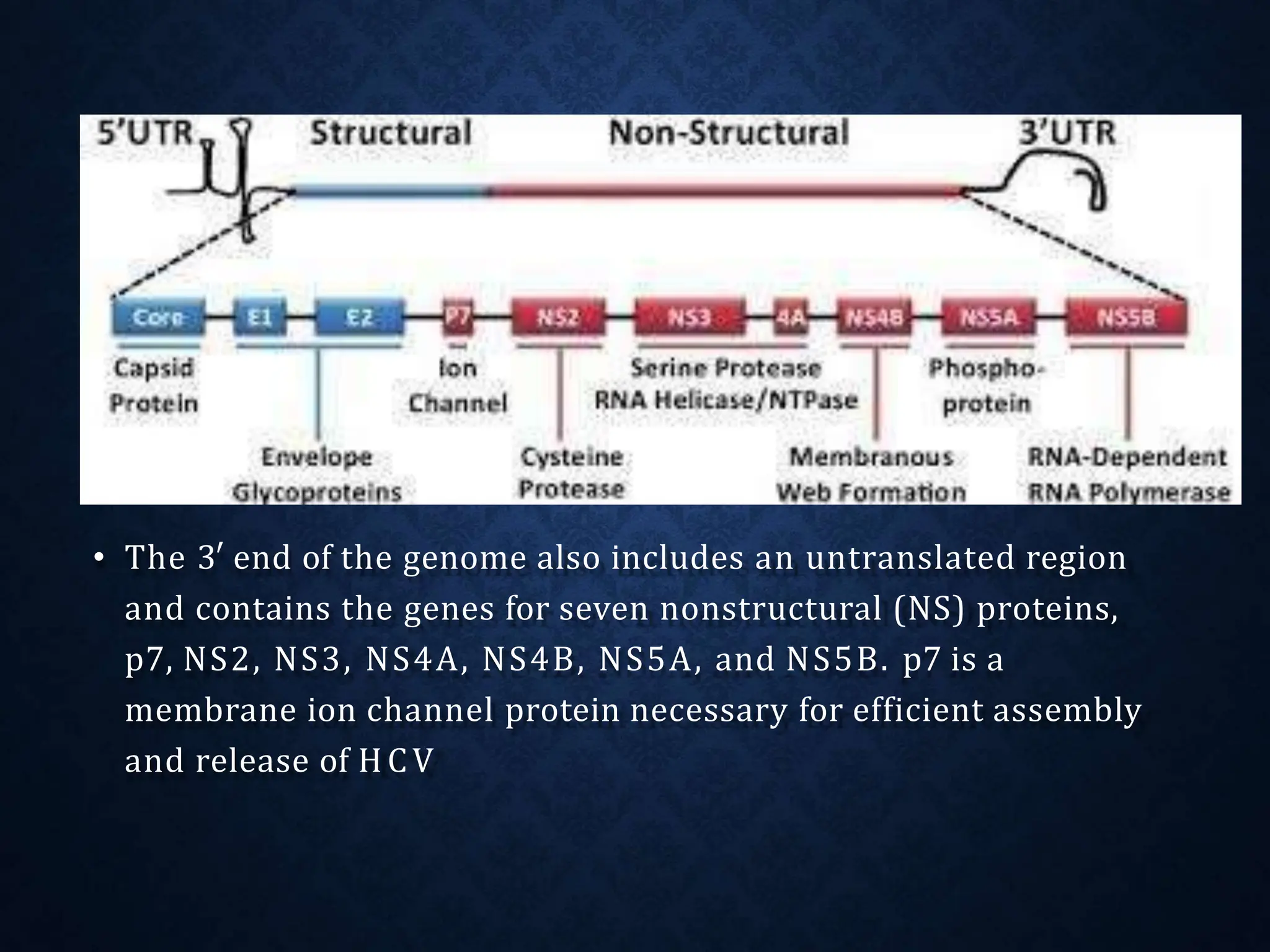 HEP C GENOME
• The 3′ end of the genome also includes an untranslated region
and contains the genes for seven nonstructural (NS) proteins,
p7, NS2, NS3, NS4A, NS4B, NS5A, and NS5B. p7 is a
membrane ion channel protein necessary for efficient assembly
and release of HCV
 