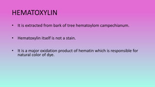 HEMATOXYLIN
• It is extracted from bark of tree hematoylom campechianum.
• Hematoxylin itself is not a stain.
• It is a major oxidation product of hematin which is responsible for
natural color of dye.
 