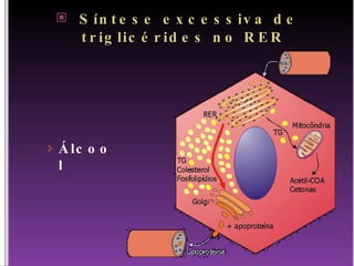 Síntese excessiva de triglicérides no RER Álcool 