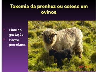 Final da gestação Partos gemelares 