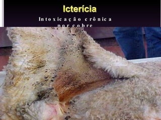 Intoxicação crônica por cobre 