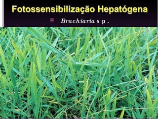 Brachiaria  sp. 