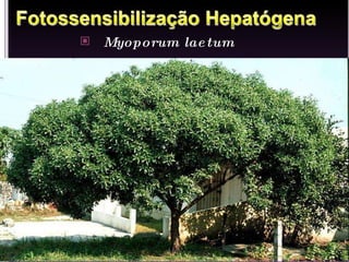 Myoporum laetum 